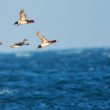 Vol de Canards siffleurs